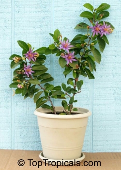 Grewia occidentalis, 10 Samen
